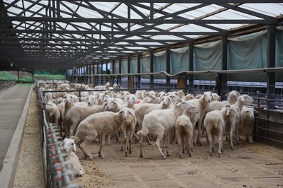 兴安盟突泉县:羊产业"链"起致富路